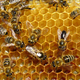 Illustration for article titled Cellphones Cause Bees to Swarm to Their Death, Says a New Study